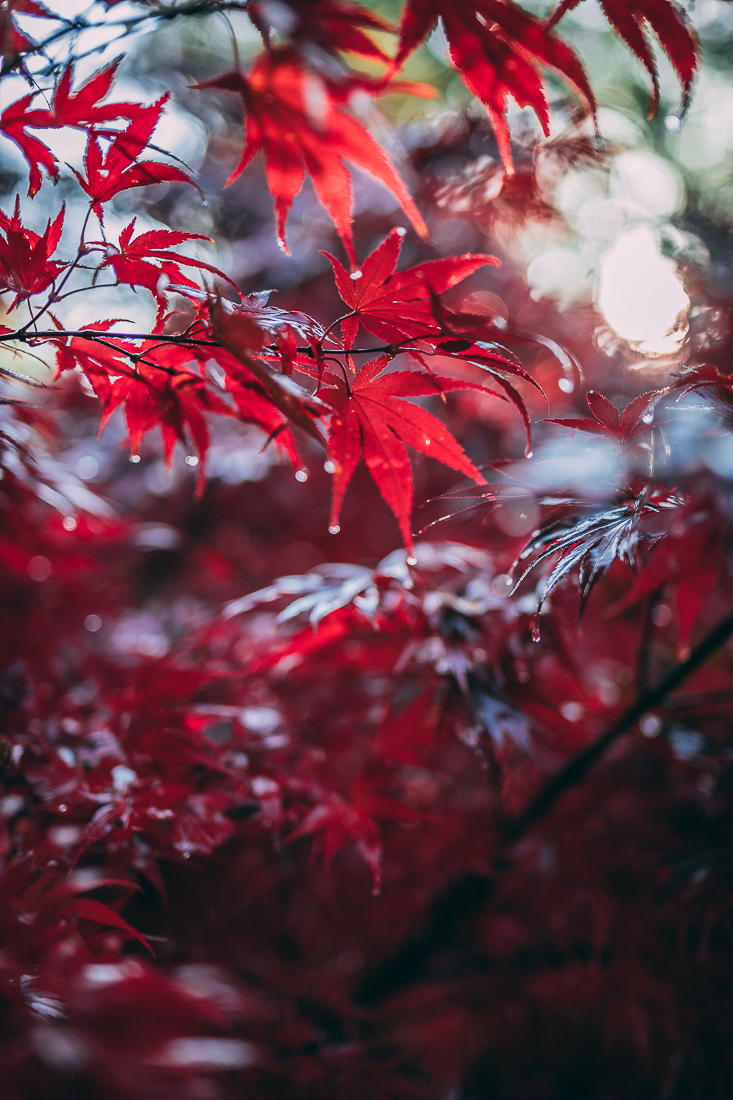 Bedgebury Pinetum Image