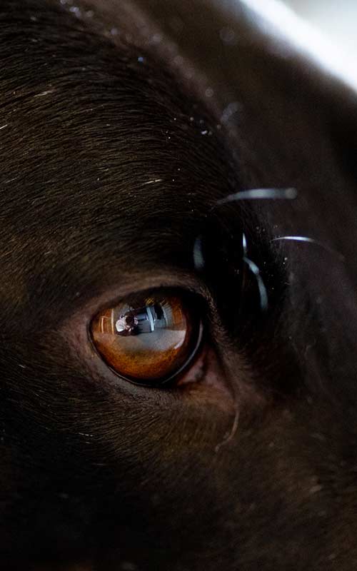 Tokina 100mm macro lens sample image