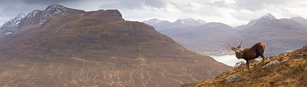 GPO optical quality deer on mountain