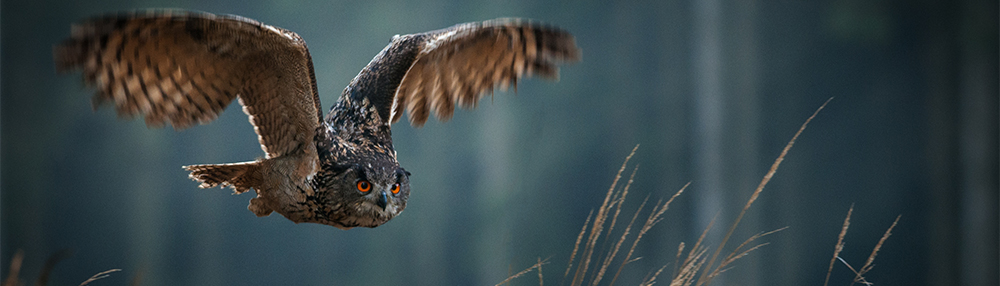 GPO optical quality owl flying through forrest
