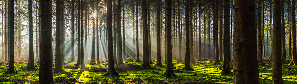 GPO optical quality forrest scene