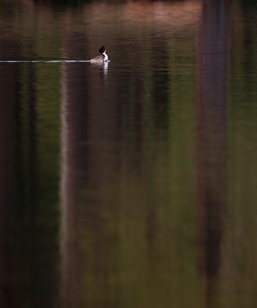 Grebe 600 Felix Belloin