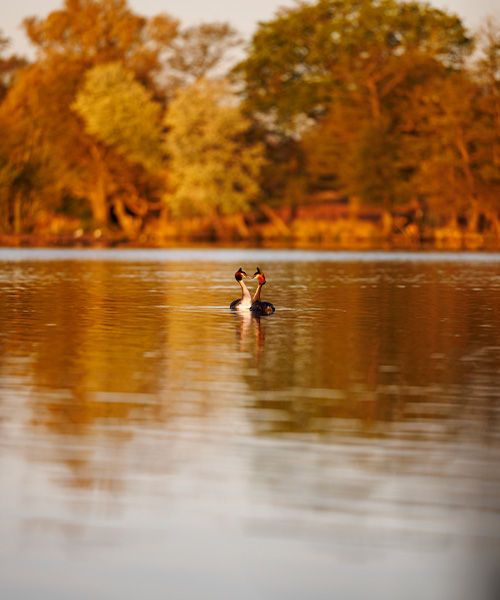 Grebes 70-200 Felix Belloin