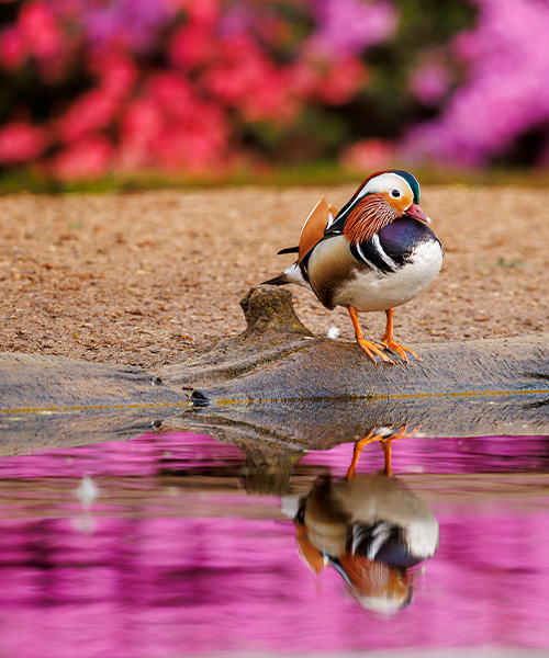 Mandarin duck 4 600 Felix Belloin