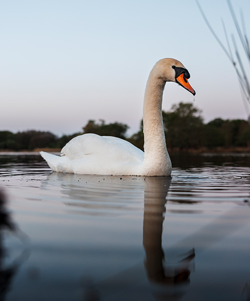 Swan 28-70 Felix Belloin