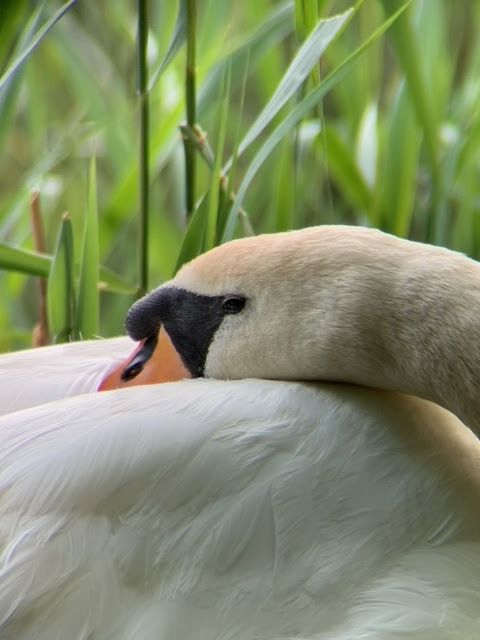 Swan