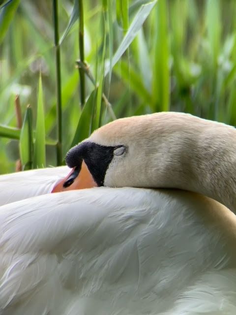 Swan