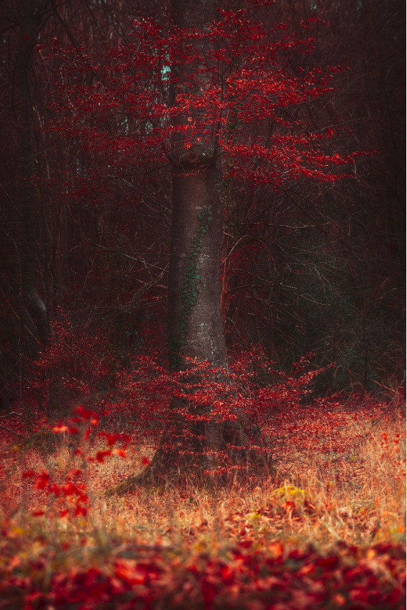 Autumnal tree taken by Fred van Leeuwen