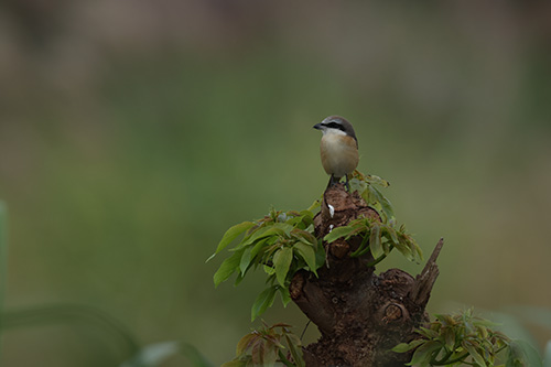 Taken on Canon RF 800mm F5.6L USM Lens