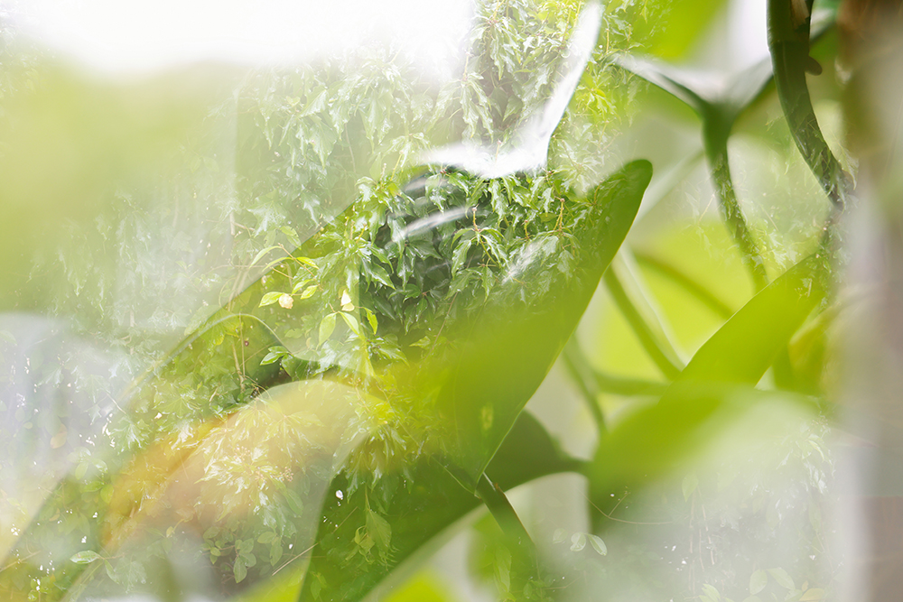 Canon R5 II Multiple Exposure Sample Image