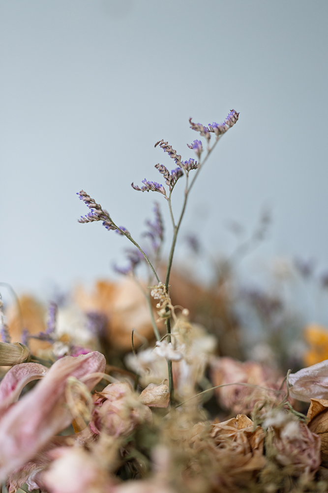 Canon R5 II Sample Image