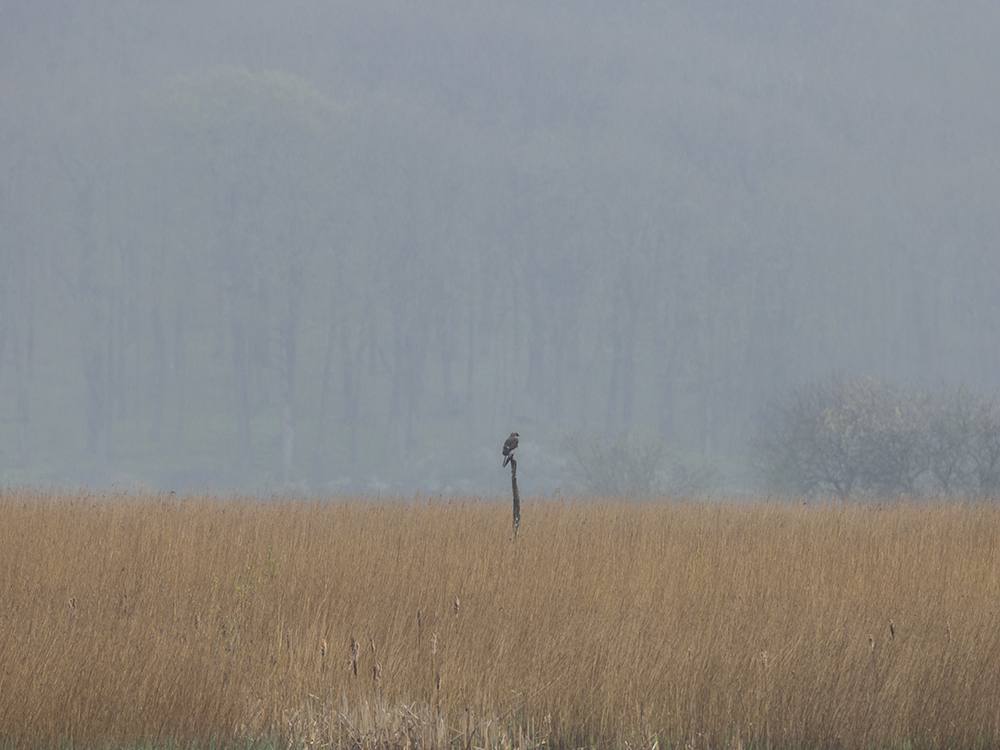 Male Marsh Harrier taken on EOS R5 with 100-500 lens