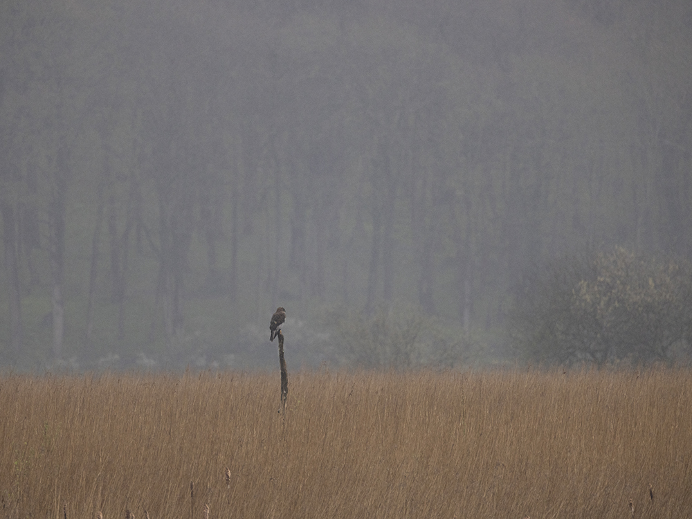 Male Marsh Harrier taken on EOS R5 with 100-500 lens