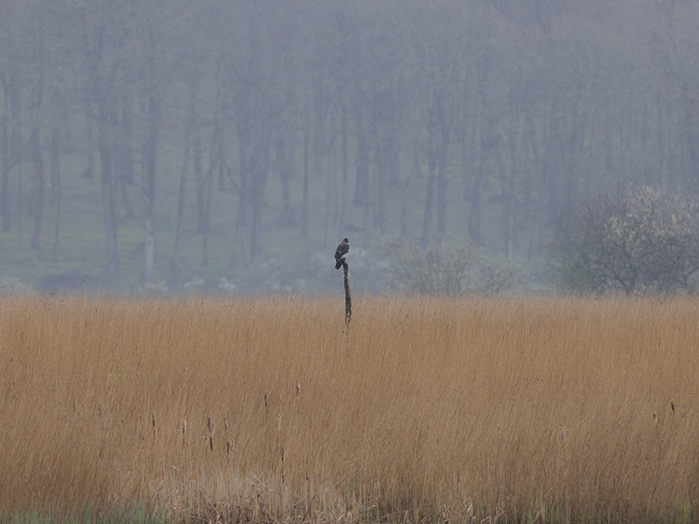 Male Marsh Harrier taken on EOS R5 with 100-500 lens