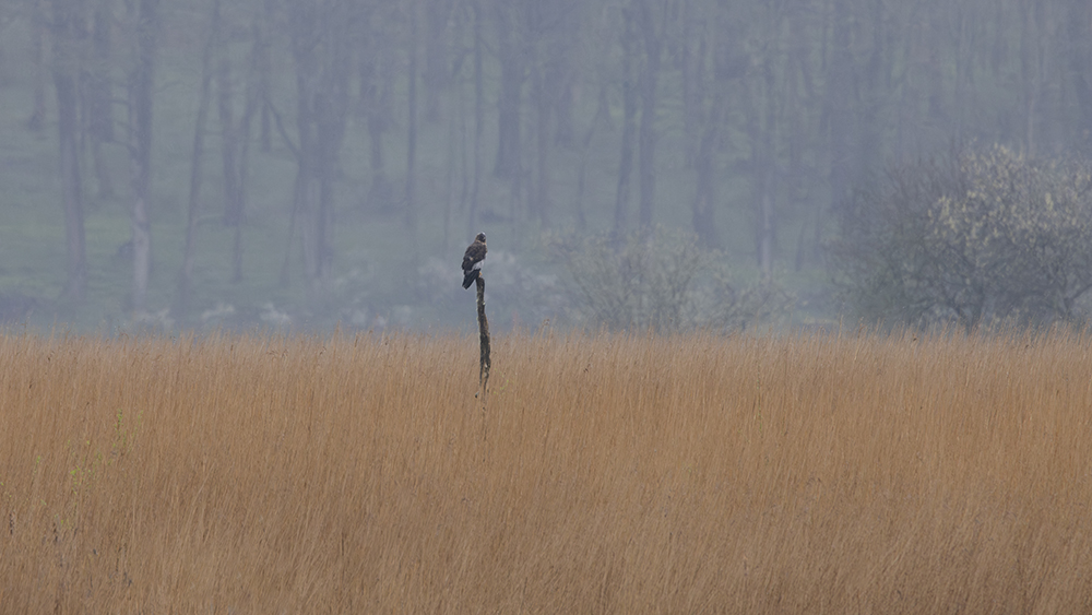 Male Marsh Harrier taken on EOS R5 with 100-500 lens