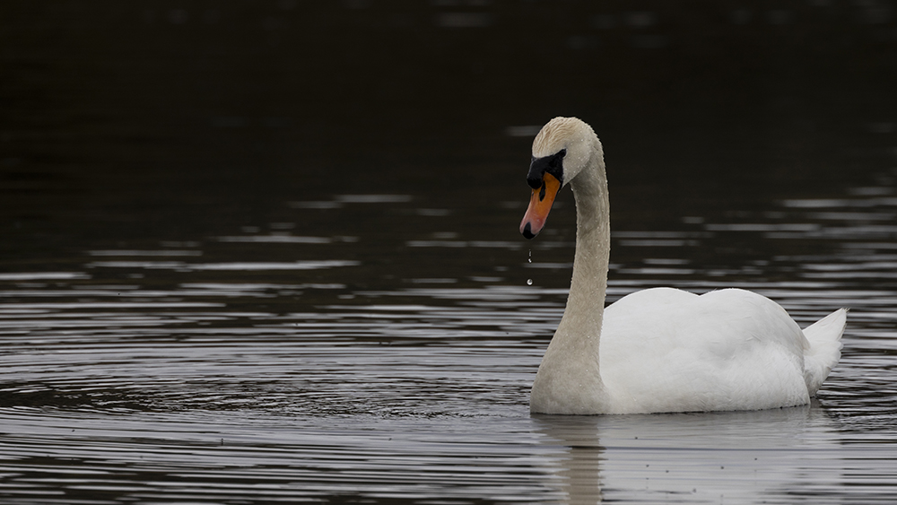 Mute Swan taken on EOS R5 with 100-500 lens