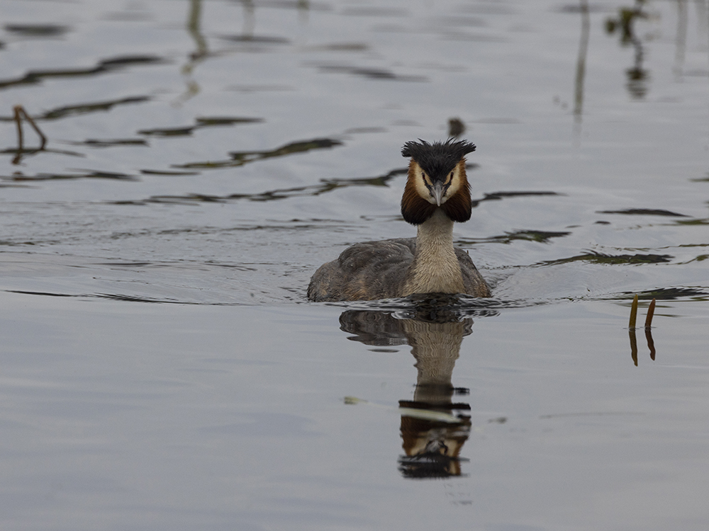 Great Crested Grebe taken on EOS R5 with 100-500 lens