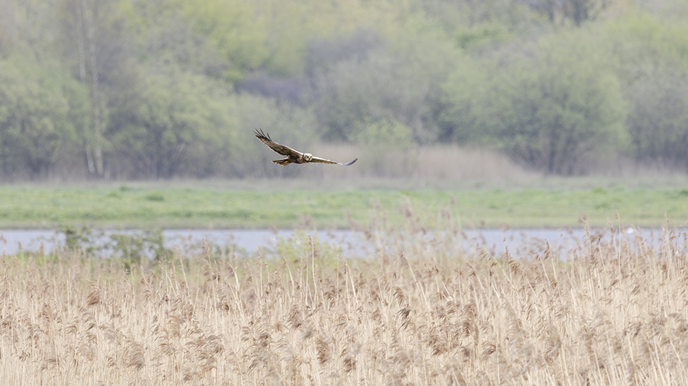 Male Marsh Harrier taken on EOS R6 Mark II with 100-500 lens