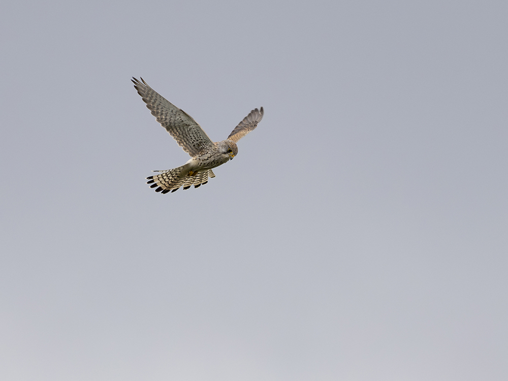 Female Kestral taken on EOS R6 Mark II with 100-500 lens