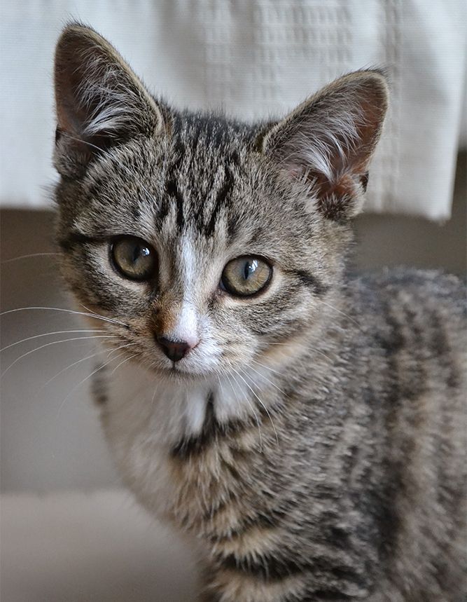 Cat Portrait