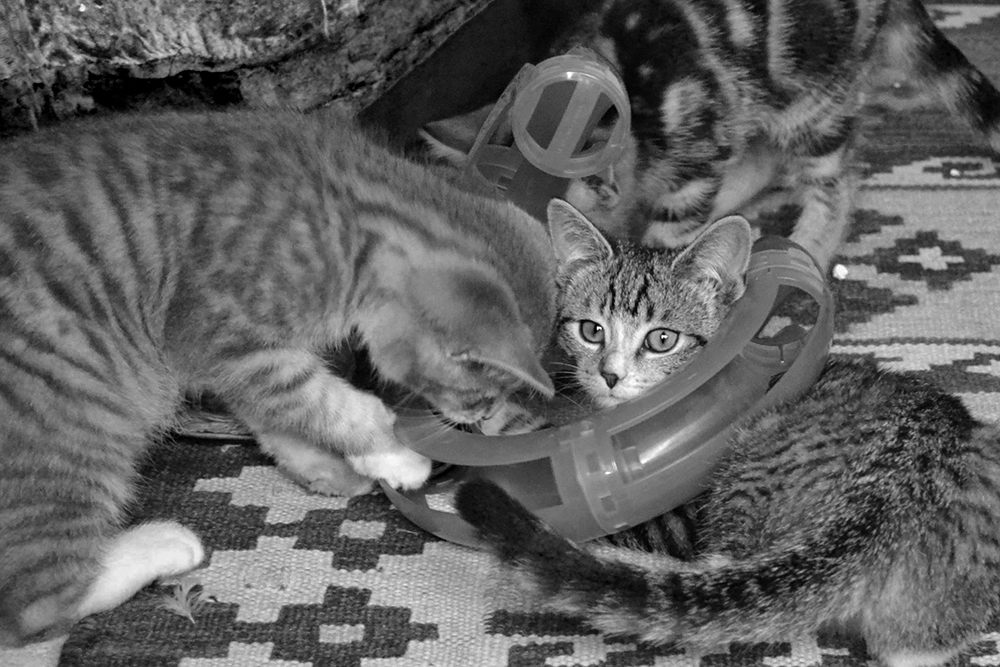 Active Cats
