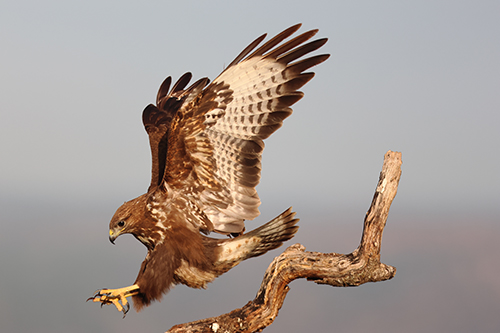 Bird of prey taken on the Canon EOS R10