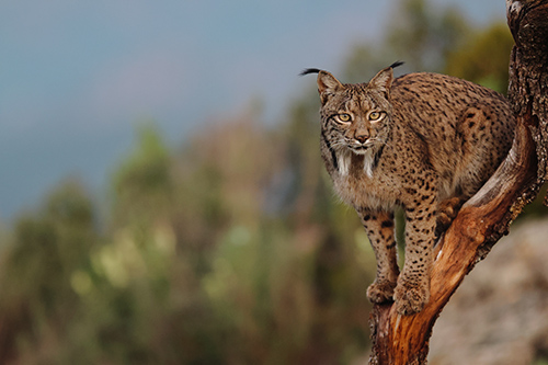 Large cat taken on the Canon EOS R7