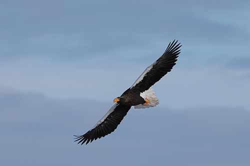 Bird of prey taken on the Canon EOS R10