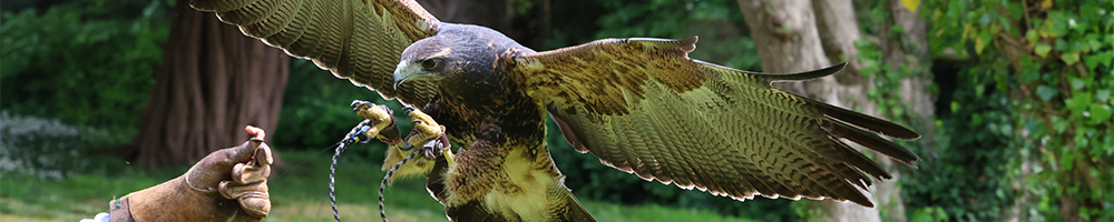 Bird of Prey photographed on Canon EOS R7 Mirrorless Camera