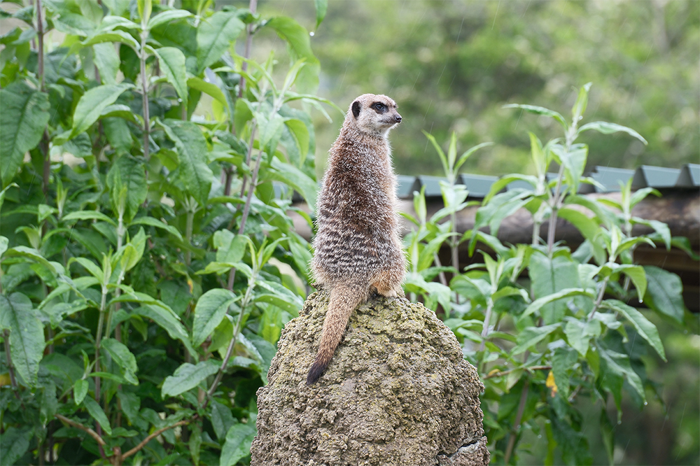 Meerkat taken by Fujifilm X-T50