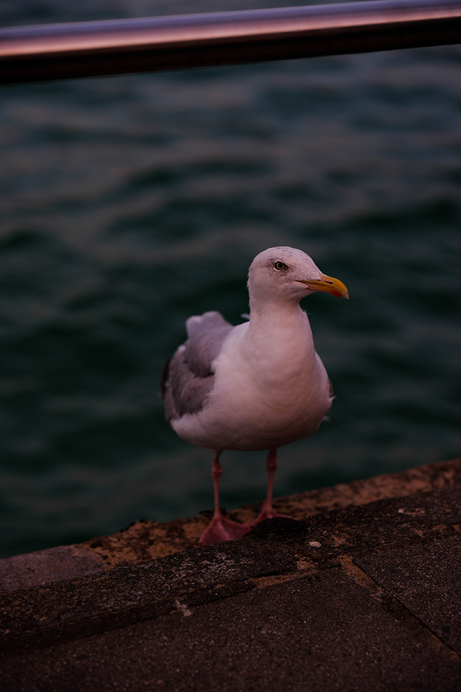 Seagull taken on Fujifilm X-H2