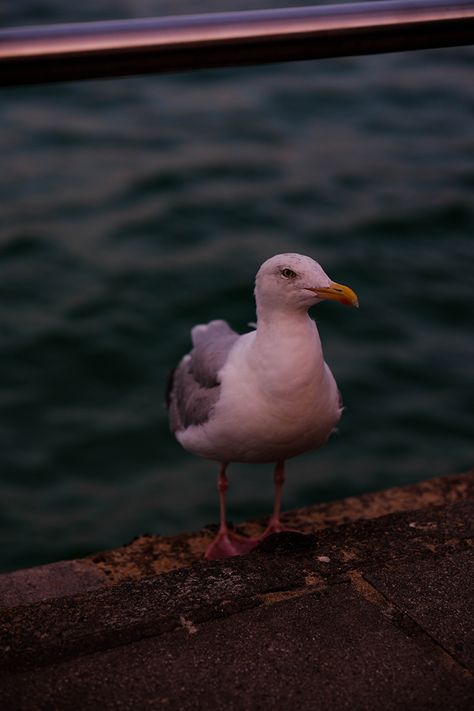 Seagull taken on Fujifilm X-H2