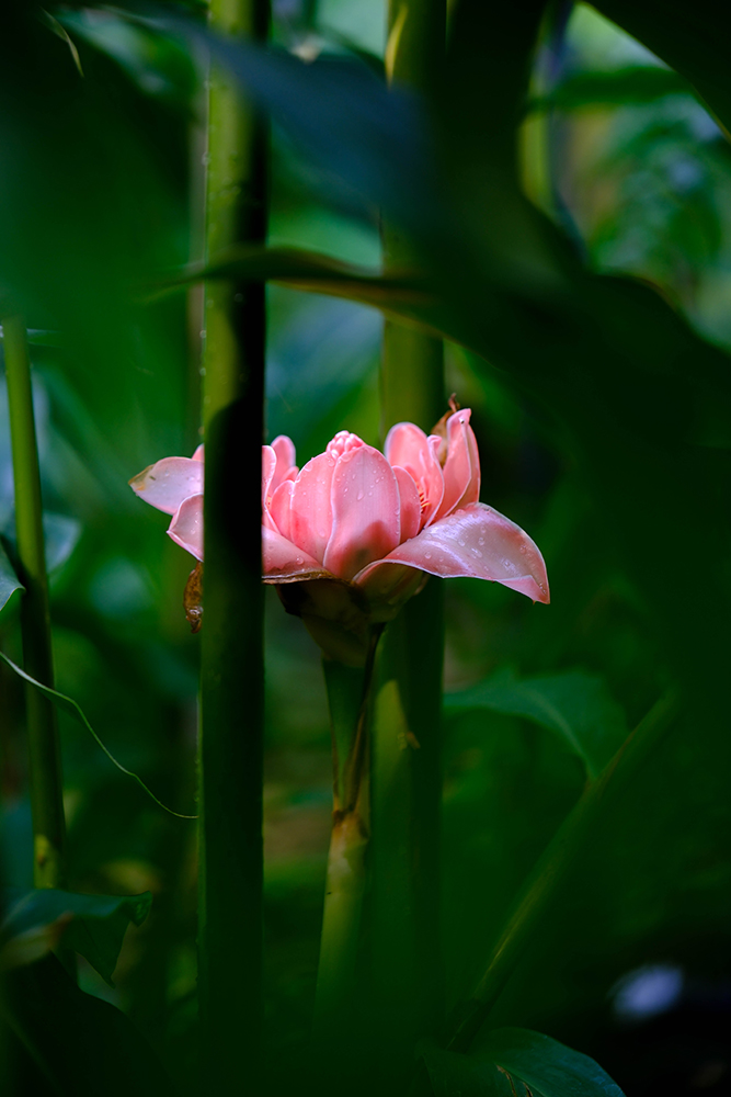 Flower taken on Fujifilm X-H2