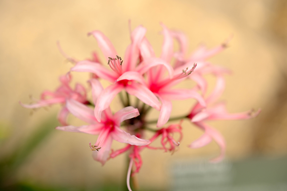 Flowers taken on Fujifilm X-H2