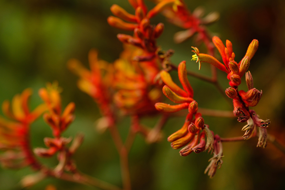 Flowers taken on the Fujifilm X-H2