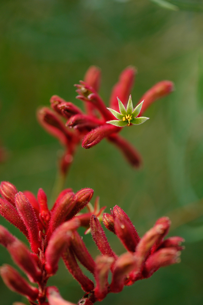 Flower taken on Fujifilm X-H2