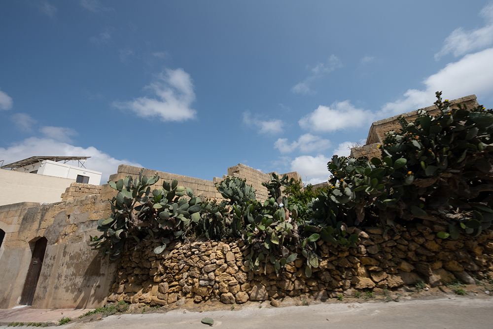 Maltese Prickly Pears, taken on Fujifilm X-S20 off the side of a Jeep