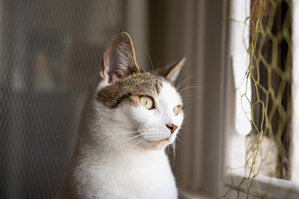 Cat sat by a window look outdoors