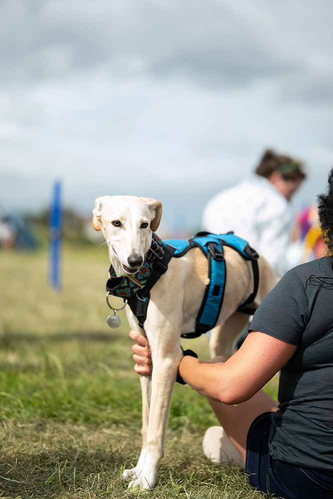 Greyhound dog stood in a field next to their owner