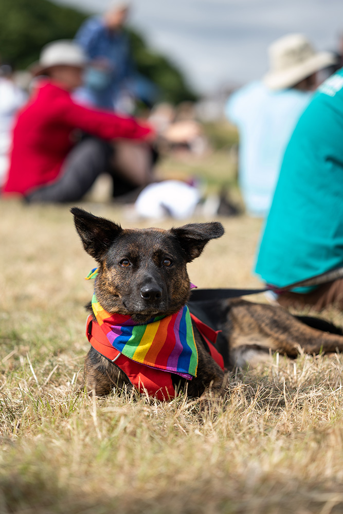 Dog lying on grass with rainbow necktie