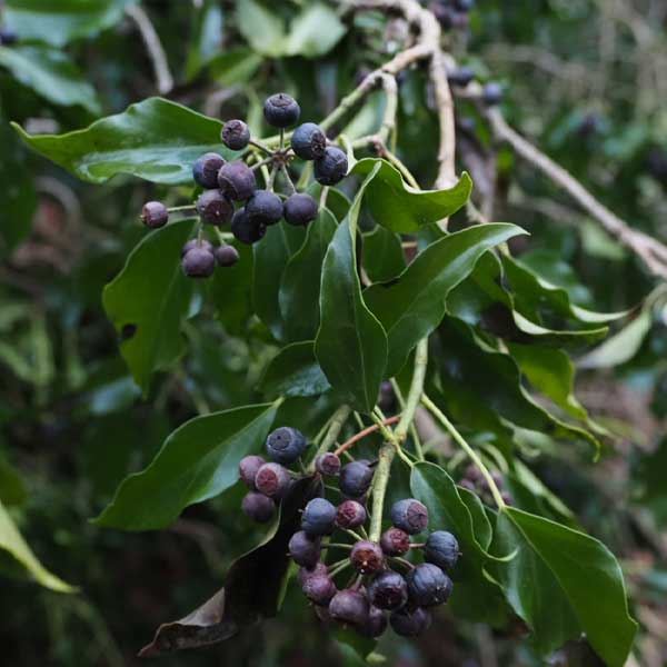 Image of purple berries attached to a bush taken on a OM 5 