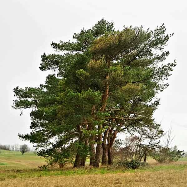 Image of single green tree in the middle of a dry green field taken on OM 5 