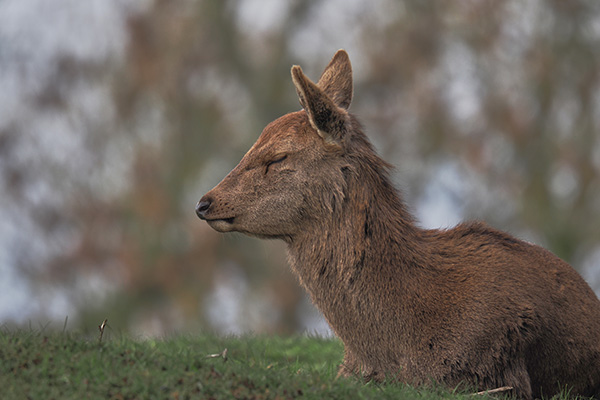 Deer Resting