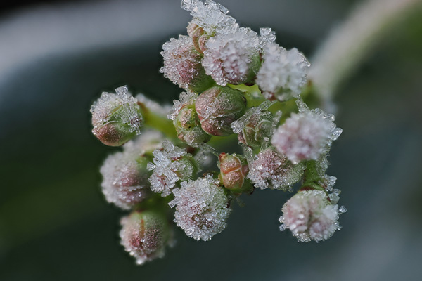 Flower with Frost