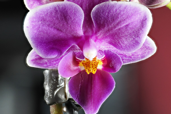 Orchid Macro Shot