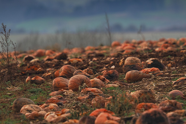 Pumpkin Patch in Winter