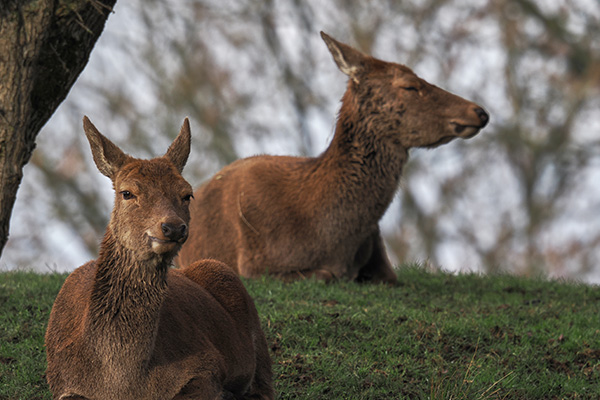 Two Deer Relaxing