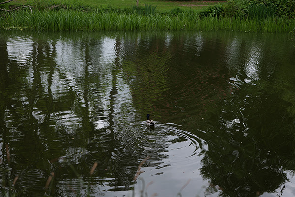 Duck on water