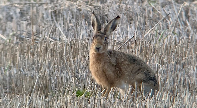 Brown Hare 1