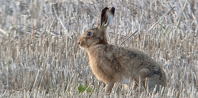 Brown Hare 2